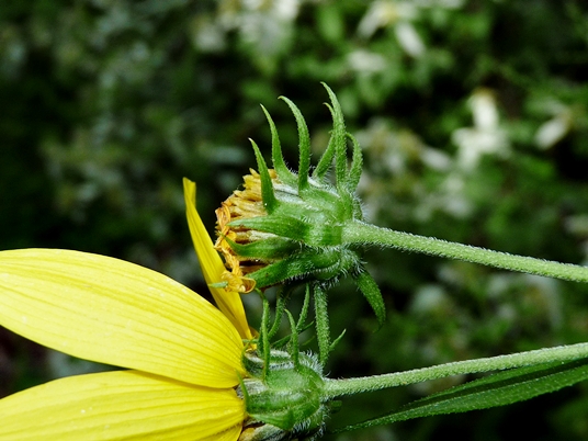 {Helianthus decapetalus}